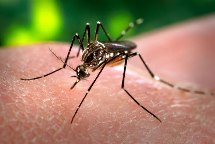 La única medida de prevención, es evitar que el mosquito que transmite el virus se siga propagando.